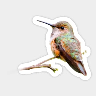 Rufous Hummingbird in the California Lilac Sticker